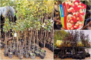 Fot. Powiat Średzki - RFP