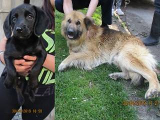 Właściciele psów poszukiwani!