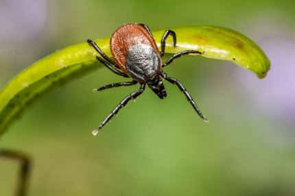 Informacja Powiatowej Stacji Sanitarno – Epidemiologicznej w Środzie Śląskiej