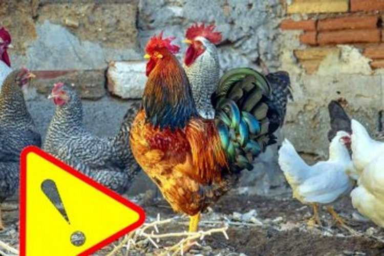 Uwaga! Zagrożenie ptasią grypą