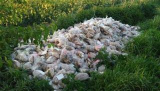 Skąd setki chlebów na polu w Rusku? - Wyjaśniamy