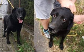 Szukamy domu dla Tajsona - samotnego psa, który kocha ludzi!