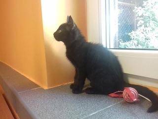 Julek został sam. Może ktoś go przygarnie?