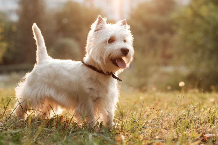 West Highland White Terrier - poznaj zasady żywienia z Piesotto!