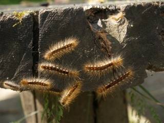 Szkodnik jest na naszym terenie - atakuje drzewa i ludzi!