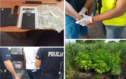 Policjanci zlikwidowali plantację marihuany