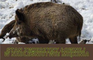 Stan zwierzyny łownej w Nadleśnictwie Miękinia