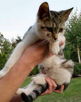 Szukamy domu dla kota