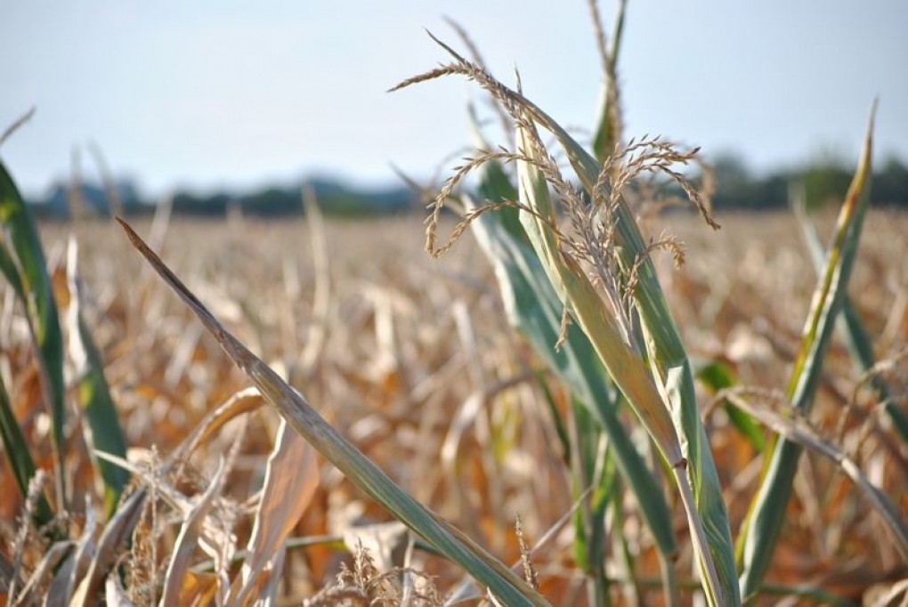 Szacowanie szkód na terenie gminy Środa Śląska