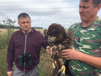 Komendant średzkiej policji uratował orła bielika