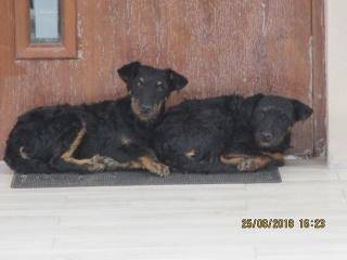 Może je ktoś przygarnie?