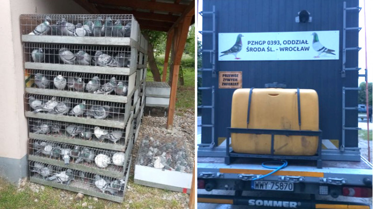 Połowa lotów za nami – pasja hodowców gołębi w pełnym locie