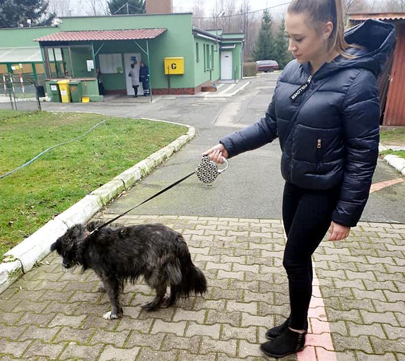 Padł rekord „Mikołajkowej paczki” dla schroniska dla zwierząt!