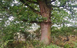 Wyjaśnienie dotyczące nieprawdziwych informacji