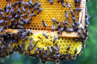 Dziś obchodzimy Wielki Dzień Pszczół / fot. mpr