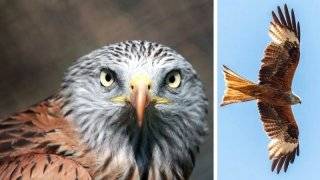 Wzrasta populacja kani rudej w naszym powiecie