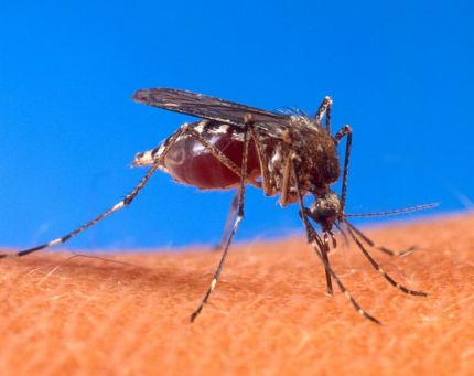 Sposoby ochrony przed komarami