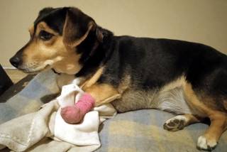 Fot. Stowarzyszenie Help Animals