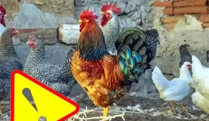 W Szczepanowie wystąpił pierwszy przypadek wysoce zjadliwej grypy ptaków