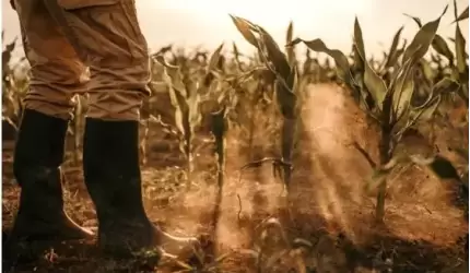 Rolniku, Twoje plony dotknęła susza? Złóż wniosek w aplikacji