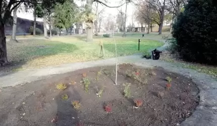 Nowe kwiaty i rośliny upiększają Środę Śląską