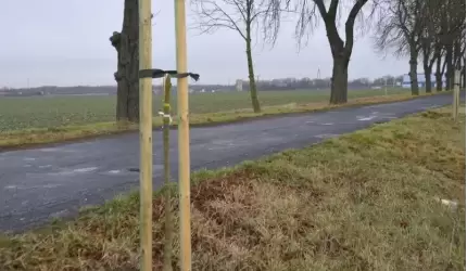 Kto zniszczył drzewa przy drodze Lipnica - Szczepanów?