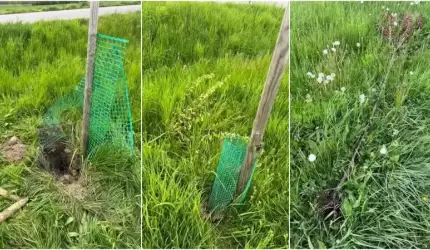 Kolejne akty wandalizmu w powiecie. Tym razem ucierpiały drzewa