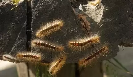 Szkodnik jest na naszym terenie - atakuje drzewa i ludzi!