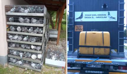 Połowa lotów za nami – pasja hodowców gołębi w pełnym locie