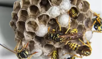 "Odganiają" owady u innych, sami nie mogą "odgonić się" od zgłoszeń