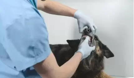 Wydział WSK zaprasza do usługi całodobowej opieki weterynaryjnej