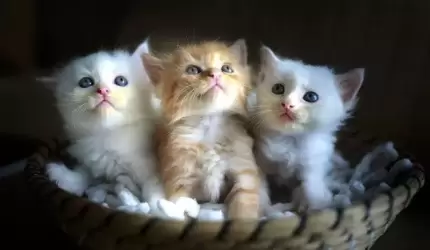 Dziś święto Mruczka