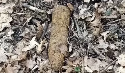 Znalazłeś niewybuch? Średzka policja apeluje - zareaguj odpowiedzialnie!