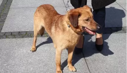 Czworonóg szuka nowego domu