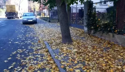 Jesienne porządki w Środzie Śląskiej