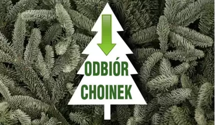 Odbiór poświątecznych choinek w gminie Miękinia
