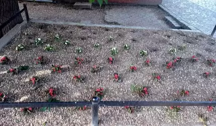 Ktoś ukradł kwiaty z gminnego klombu…. Czy są jakieś granice wstydu?