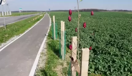 Kolejne wiosenne nasadzenia Powiatu Średzkiego