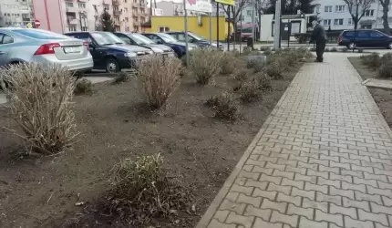OSiR porządkuje zieleń miejską