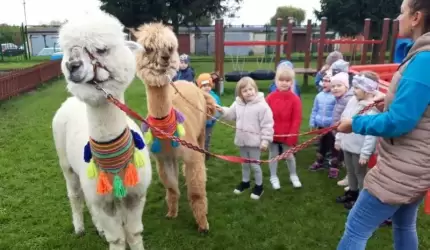 Alpaki - wyjątkowi goście w Przedszkolu w Ciechowie