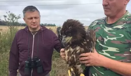 Komendant średzkiej policji uratował orła bielika
