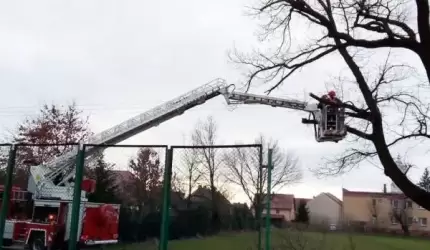 Kto podpalił zabytkowe drzewo w Udaninie? Za wskazanie sprawcy - nagroda!