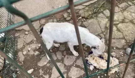 Zaniedbane psy uratowane dzięki zdecydowanej reakcji dzielnicowej