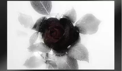 Kondolencje od Władz Powiatu Średzkiego