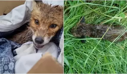 Uratowany w Wilkszynie lisek wraca do zdrowia