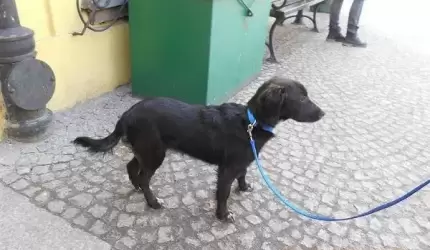 Dzisiaj w Ciechowie znaleziono psa