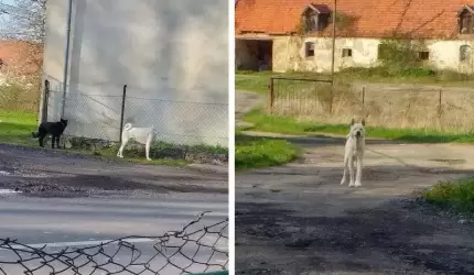 Czy właścicielka agresywnego psa z Michałowa poniesie konsekwencje?