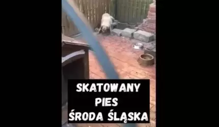 “Bił po kręgosłupie, głowie i brzuchu”. Właściciel skatowanego psa odpowie przed sądem