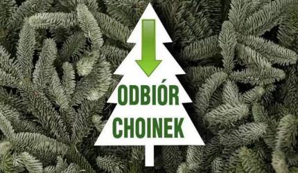 Odbiór poświątecznych choinek w gminie Miękinia