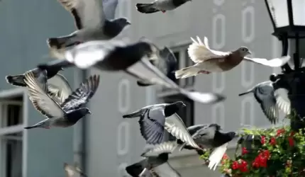 Gmina wspiera średzkich hodowców gołębi pocztowych